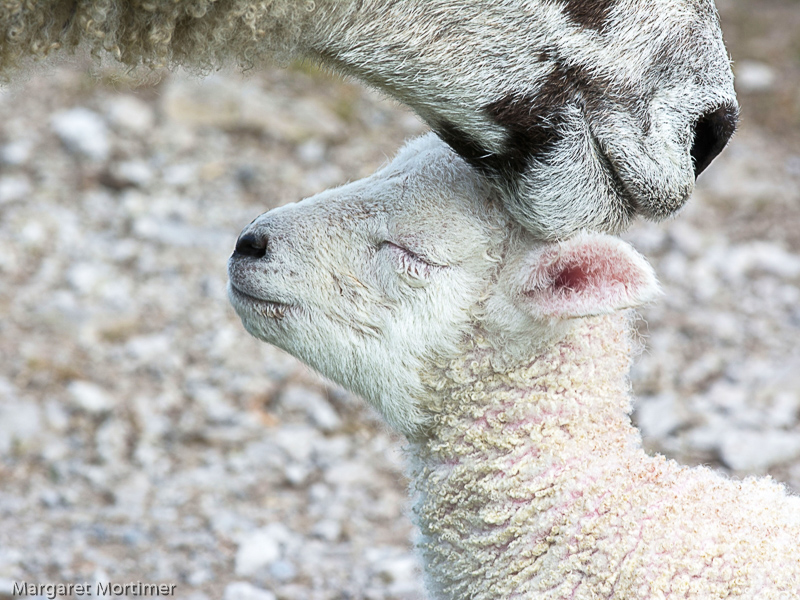 A Mothers Love