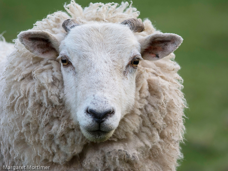 A Portrait of Ewe