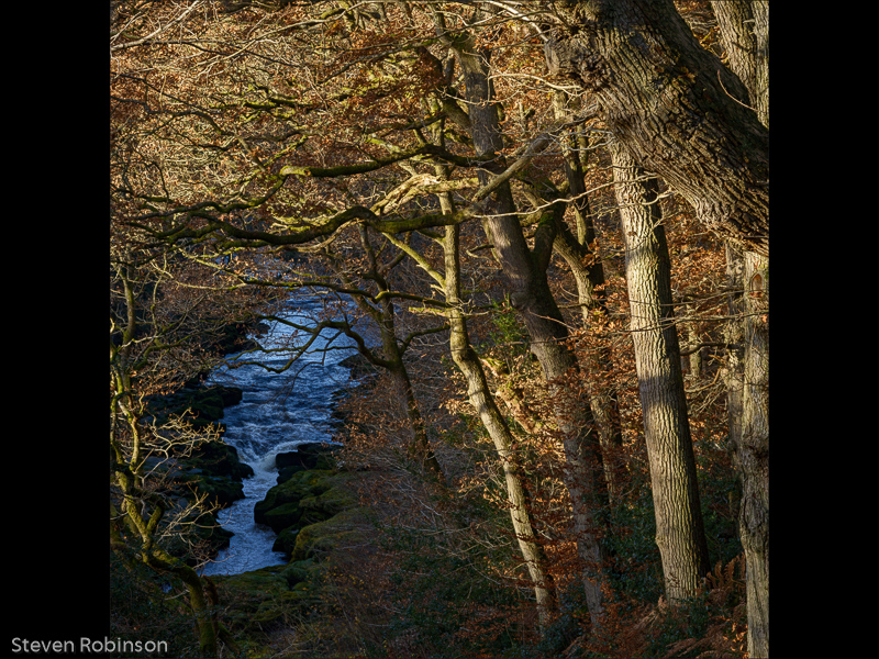 Strid Wood